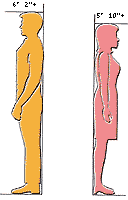 height measurements